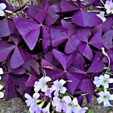 purple-shamrock (1)